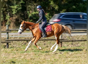 Paint Horse Mix, Stute, 4 Jahre, 154 cm, Fuchs