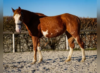 Paint Horse Mix, Stute, 4 Jahre, 154 cm, Fuchs