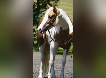 Paint Horse Mix, Stute, 4 Jahre, 154 cm, Schecke