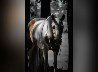 Paint Horse Mix, Stute, 4 Jahre, 154 cm, Schecke