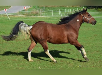 Paint Horse, Stute, 4 Jahre, Schecke