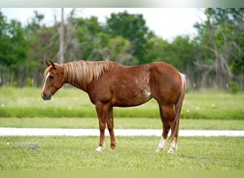 Paint Horse, Stute, 5 Jahre, 147 cm, Rotfuchs