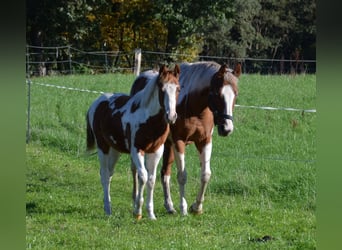 Paint Horse, Stute, 5 Jahre, 150 cm, Schecke