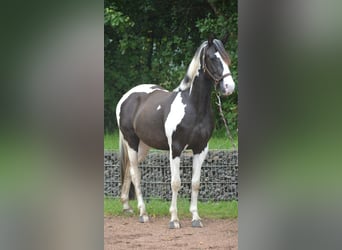 Paint Horse Mix, Stute, 5 Jahre, 150 cm, Schecke