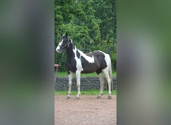 Paint Horse Mix, Stute, 5 Jahre, 150 cm, Schecke