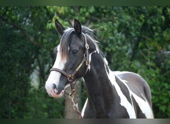 Paint Horse Mix, Stute, 5 Jahre, 150 cm, Schecke