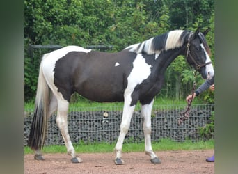 Paint Horse Mix, Stute, 5 Jahre, 150 cm, Schecke