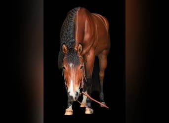 Paint Horse, Stute, 5 Jahre, 151 cm, Brauner
