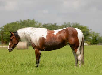 Paint Horse, Stute, 5 Jahre, 152 cm
