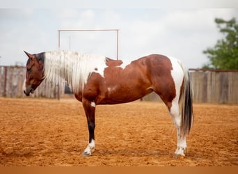 Paint Horse, Stute, 5 Jahre, 152 cm