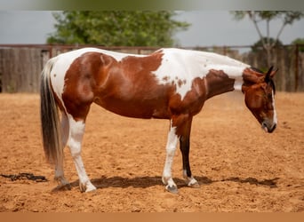 Paint Horse, Stute, 5 Jahre, 152 cm