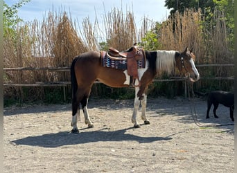 Paint Horse, Stute, 5 Jahre, 152 cm, Tobiano-alle-Farben