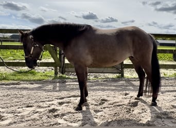 Paint Horse, Stute, 5 Jahre, 153 cm, Grullo