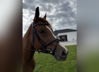 Paint Horse, Stute, 5 Jahre, 155 cm, Rotfuchs