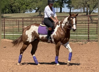 Paint Horse, Stute, 5 Jahre, 155 cm, Rotfuchs