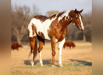 Paint Horse, Stute, 5 Jahre, 155 cm, Rotfuchs