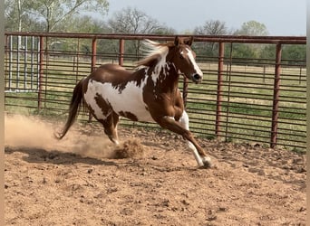 Paint Horse, Stute, 5 Jahre, 155 cm, Rotfuchs