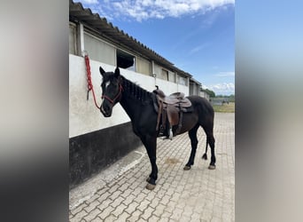 Paint Horse, Stute, 5 Jahre, 157 cm, Rappe