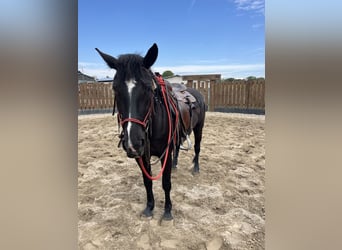 Paint Horse, Stute, 5 Jahre, 157 cm, Rappe