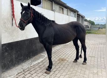 Paint Horse, Stute, 5 Jahre, 157 cm, Rappe