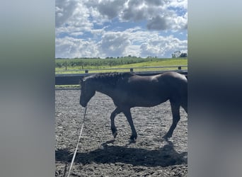 Paint Horse, Stute, 5 Jahre, 157 cm, Rappe