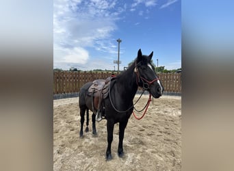 Paint Horse, Stute, 5 Jahre, 157 cm, Rappe