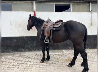 Paint Horse, Stute, 5 Jahre, 157 cm, Rappe