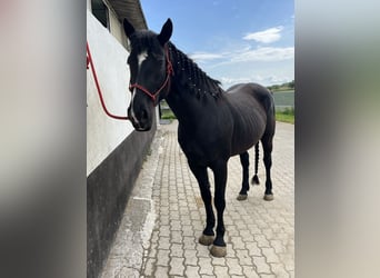 Paint Horse, Stute, 5 Jahre, 157 cm, Rappe