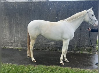 Paint Horse Mix, Stute, 5 Jahre, 160 cm, White
