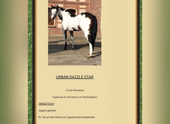 Paint Horse, Stute, 6 Jahre, 142 cm, Overo-alle-Farben