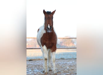 Paint Horse, Stute, 6 Jahre, 142 cm, Overo-alle-Farben