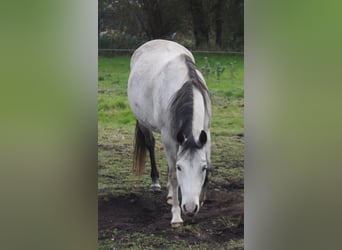 Paint Horse, Stute, 6 Jahre, 150 cm, Schimmel