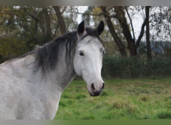 Paint Horse, Stute, 6 Jahre, 150 cm, Schimmel