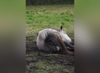 Paint Horse, Stute, 6 Jahre, 150 cm, Schimmel
