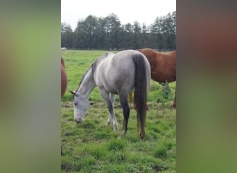 Paint Horse, Stute, 6 Jahre, 150 cm, Schimmel