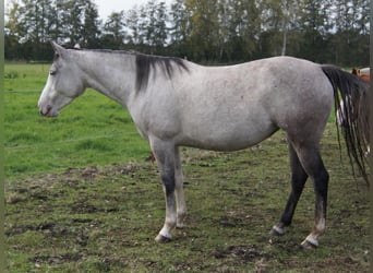 Paint Horse, Stute, 6 Jahre, 150 cm, Schimmel