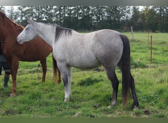 Paint Horse, Stute, 6 Jahre, 150 cm, Schimmel