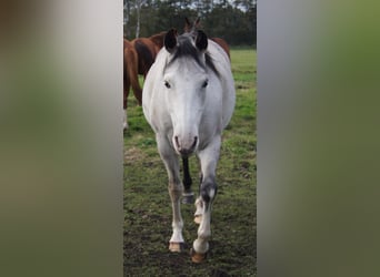 Paint Horse, Stute, 6 Jahre, 150 cm, Schimmel