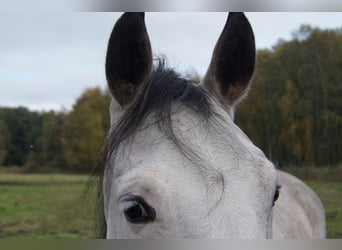 Paint Horse, Stute, 6 Jahre, 150 cm, Schimmel