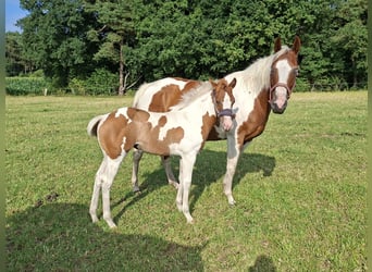 Paint Horse, Stute, 6 Jahre, 150 cm, Tobiano-alle-Farben