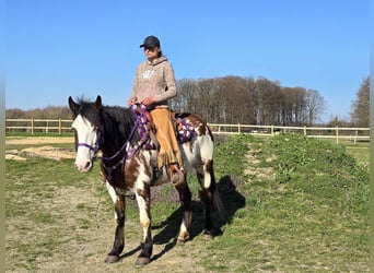 Paint Horse, Stute, 6 Jahre, 151 cm, Schecke