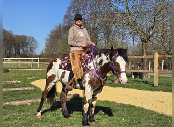 Paint Horse, Stute, 6 Jahre, 151 cm, Schecke