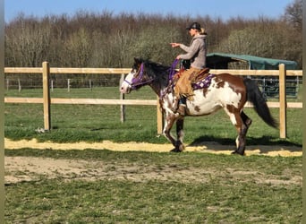 Paint Horse, Stute, 6 Jahre, 151 cm, Schecke