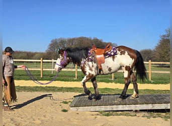 Paint Horse, Stute, 6 Jahre, 151 cm, Schecke