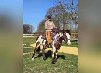 Paint Horse, Stute, 6 Jahre, 151 cm, Schecke