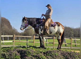 Paint Horse, Stute, 6 Jahre, 151 cm, Schecke
