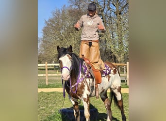 Paint Horse, Stute, 6 Jahre, 151 cm, Schecke