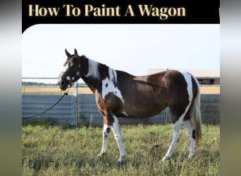 Paint Horse, Stute, 6 Jahre, 152 cm, Dunkelfuchs