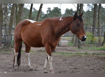 Paint Horse, Stute, 6 Jahre, 152 cm, Tobiano-alle-Farben