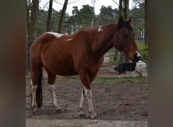 Paint Horse, Stute, 6 Jahre, 152 cm, Tobiano-alle-Farben